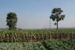 Rural scene and crops Bangladesh