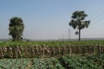 Rural scene Bangladesh