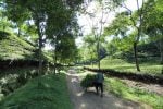 Tea gardens in Sylhet