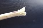 Chewed neem stick, a natural toothbrush